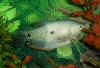 GouramiBlue.jpg (59904 bytes)