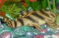 tigerplec1.jpg (38518 bytes)
