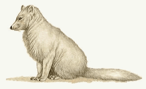 Arctic Fox
