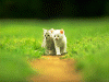 Cats3.gif (176519 bytes)