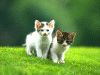 Cats5.gif (206322 bytes)