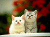 Cats6.gif (186520 bytes)
