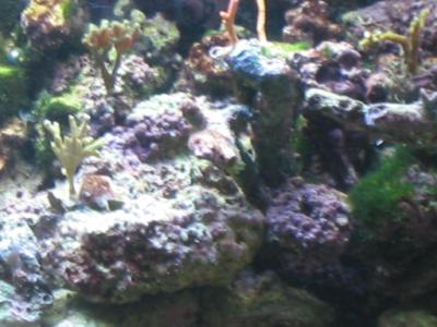 current reef