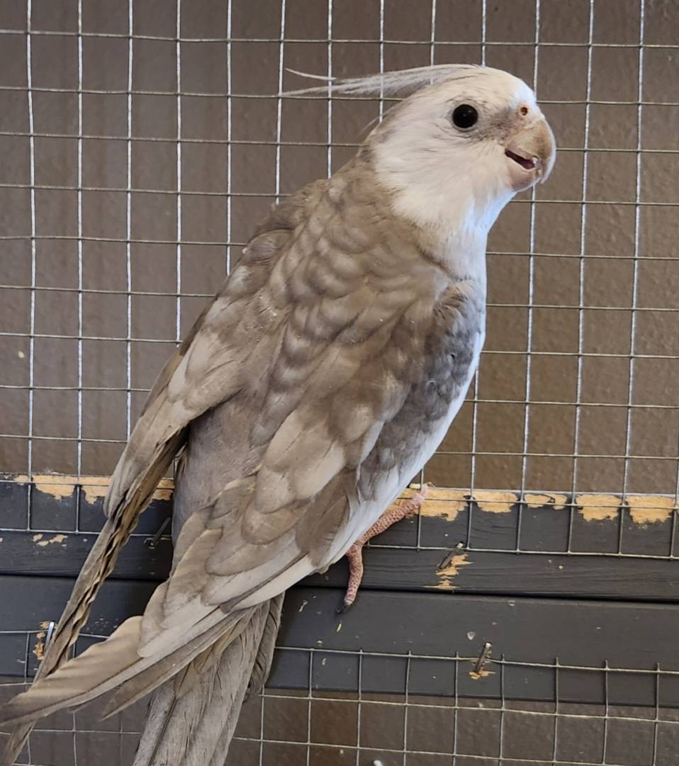 alternative text. Violet female photo.