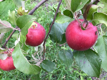 alternative text. This text is for screen readers or in the instance an image can't load, a description of what should have been here.