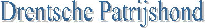 Drentsche Patrijshond