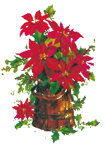 pointsettia