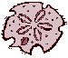sand dollar
