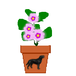 The Site Fights Spirit Flowers-dog
