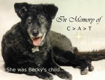 Becky carried her, helped her stand, and stayed with her till the very end, with LOVE.  In Becky's memory,  C > A > T  IS love.....
