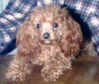 Wee Princess Charmin~Red Poodle~Sept.12,1985- -July 18, 1998~Nebraska