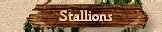 Stallions