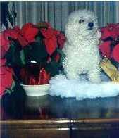 Reddy Teddy Too~Bichon Frise'~Had to go live with God because of SEVERE alergies!~Dec.18,1987- -June 15,1998 Nebraska