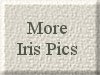 MORE IRIS  PICS BUTTON