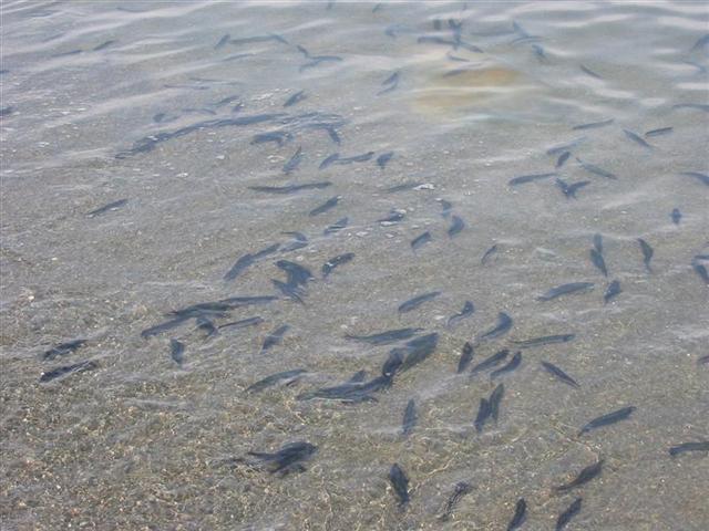 Caplin Rolling Long Beach