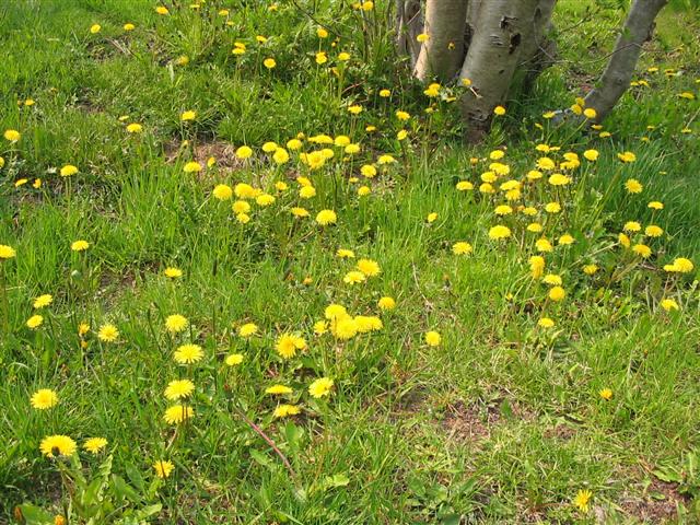 Dandelions