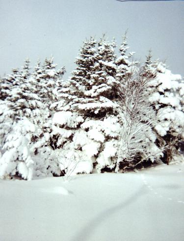 Snow on Trees