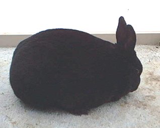 black mini rex
