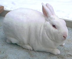 white mini rex