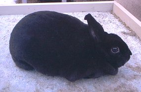 black mini rex