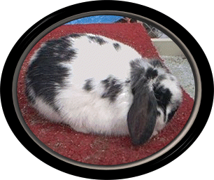 Shannon's Little Jackal