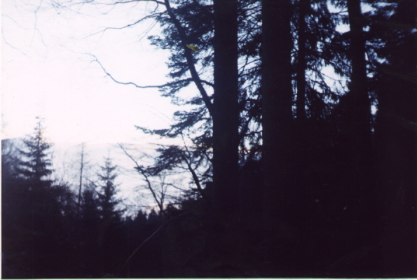 Padurea de Argint / The Silver Forest