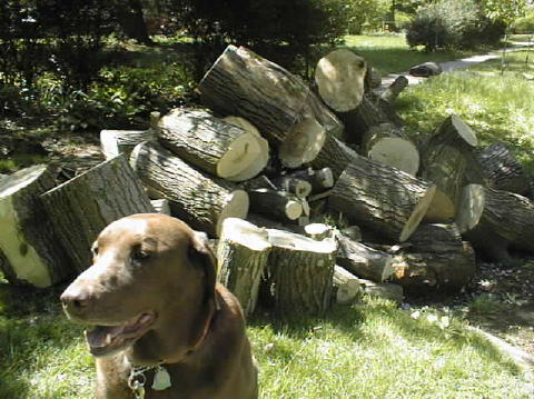 Hank catches some action