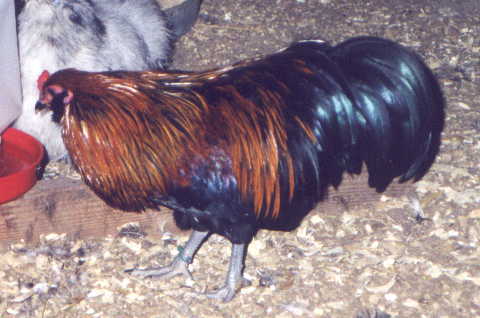 Sable, Brown-red Ameraucana bantam rooster