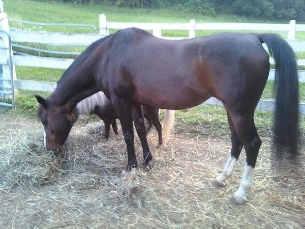 Bunny with Rodeo the Mini, summer 2010