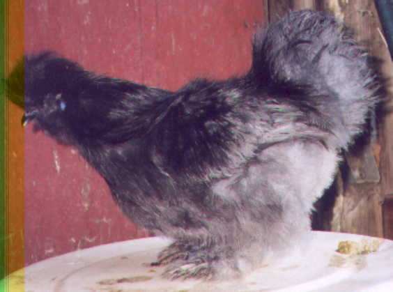 Blue cockerel by Tiki, out of Puka