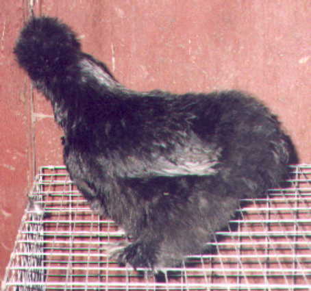 Flopsy, Black hen, Van Horn breeding