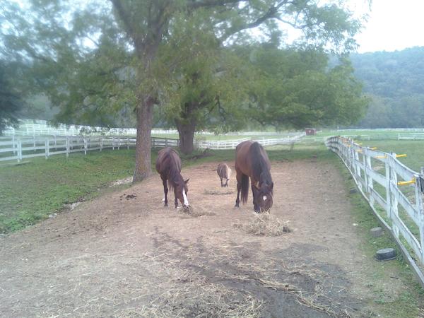 The whole herd: Bunny, Rodeo, and Lacy, 9/4/2011