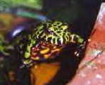 Gus, John Christian's Firebelly toad