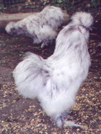Cloud, Splash rooster, bred by Campbell's Paradise