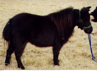 Clover, black mini mare