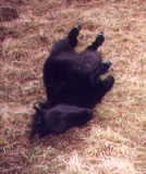 Clover rolling, Feb. '99