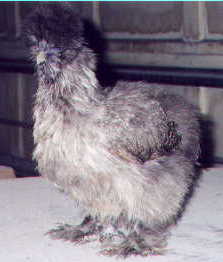 Gray hen, Amos Rovey breeding