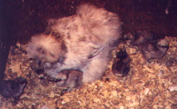 Kahiki, a Splash, Inga Ladd hen, with Blue chicks