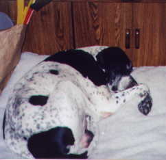 Jack, sleeping on his bed.