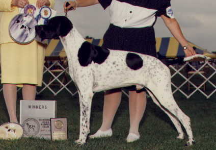 Jack, age 2, shown winning one of his classes.