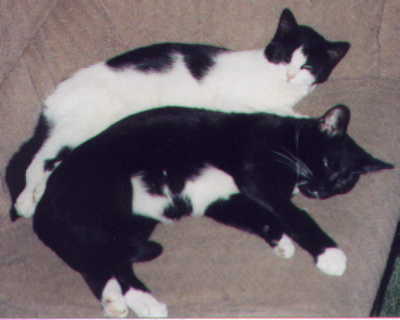 KitKat and Boomer, parents of 2 of my cats
