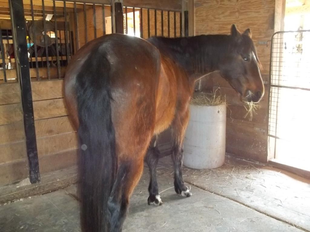 Lacy, just before we brought her home, April 2011