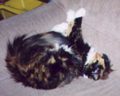 Lizzie cat on the couch