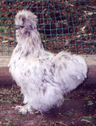 Misty, Campbell's Paradise hen
