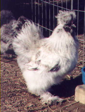 Gray roo, Ladd breeding