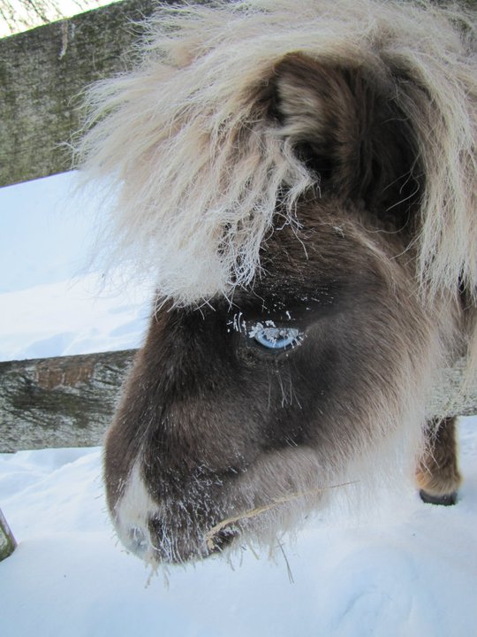 Rodeo headshot Jan 24, 2011