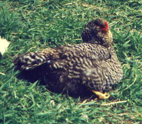 Snowflake, an Easter Egger hen sunning herself
