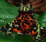 The view of a Firebelly's underside, courtesy of John Christian