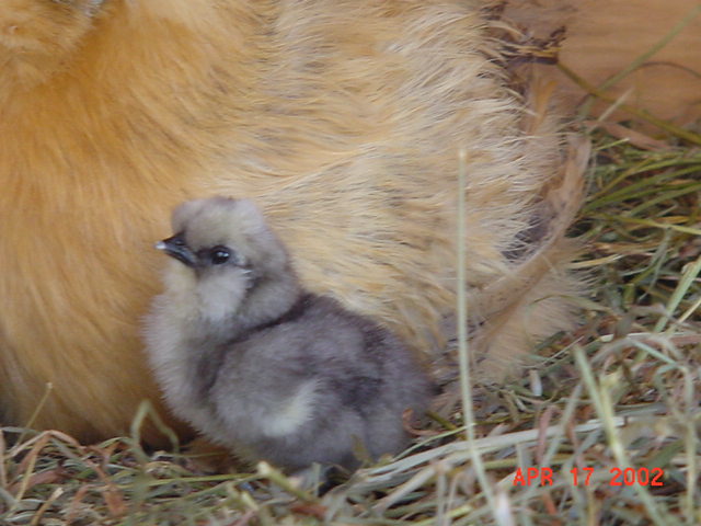 Blue Silkie Chick