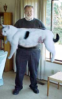 giant cat